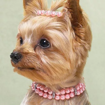 acessórios para PET