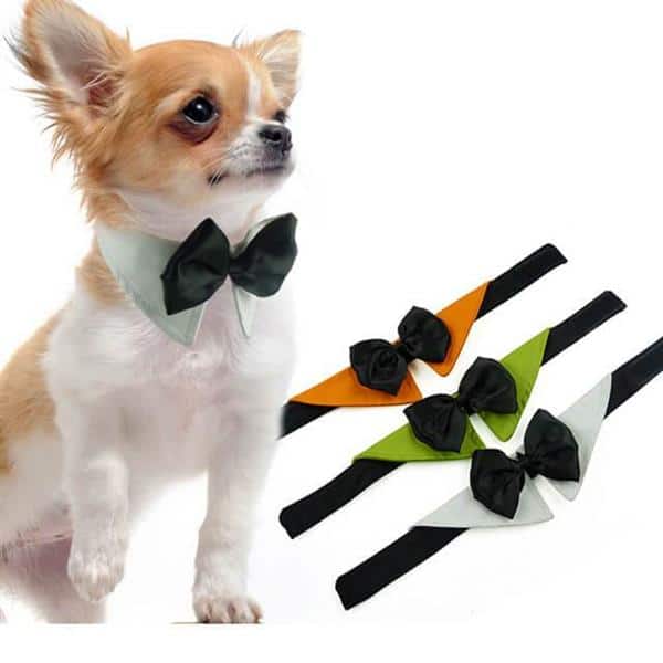 Acessórios para Pets